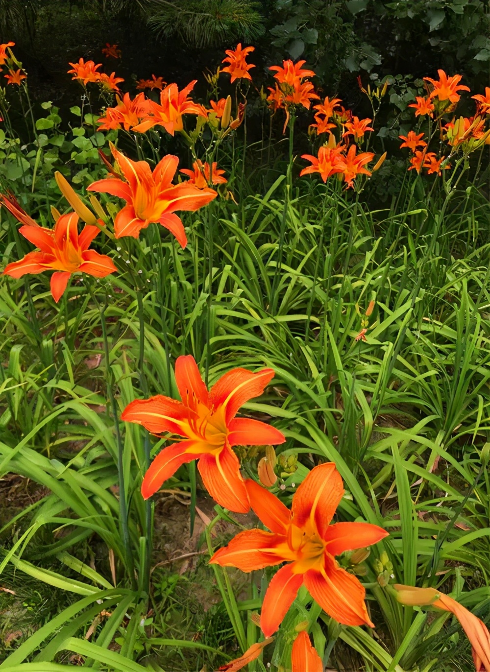 妇女节送妈妈什么花（2种适合送给母亲的美花）