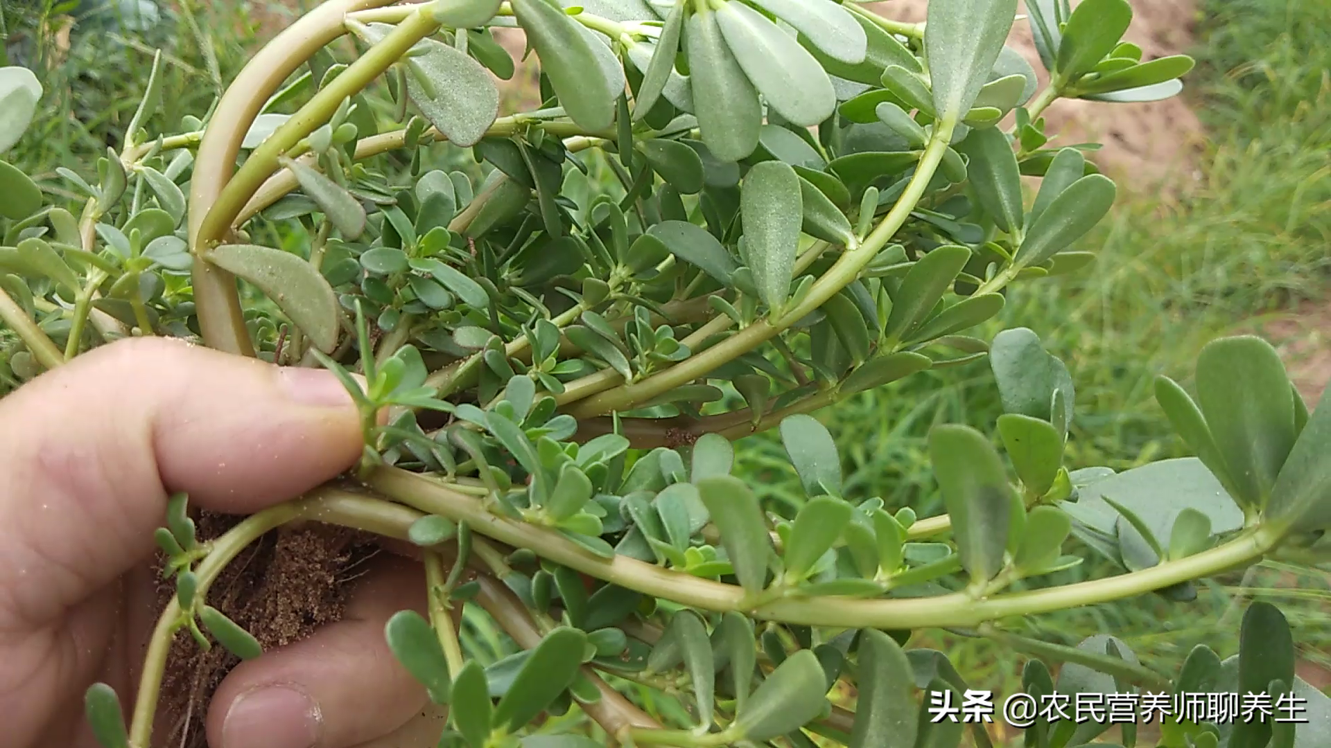 野菜馬齒莧營養價值高,但不是人人都能吃的,這三種人最好別吃