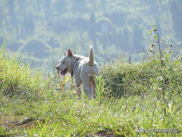 全球十大优秀猎犬排名及中国农村最受欢迎的四种猎犬