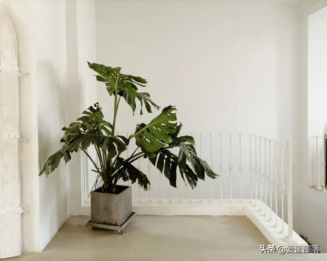 杭州摄影基地 | 插画师画室实景，出片文艺有气质