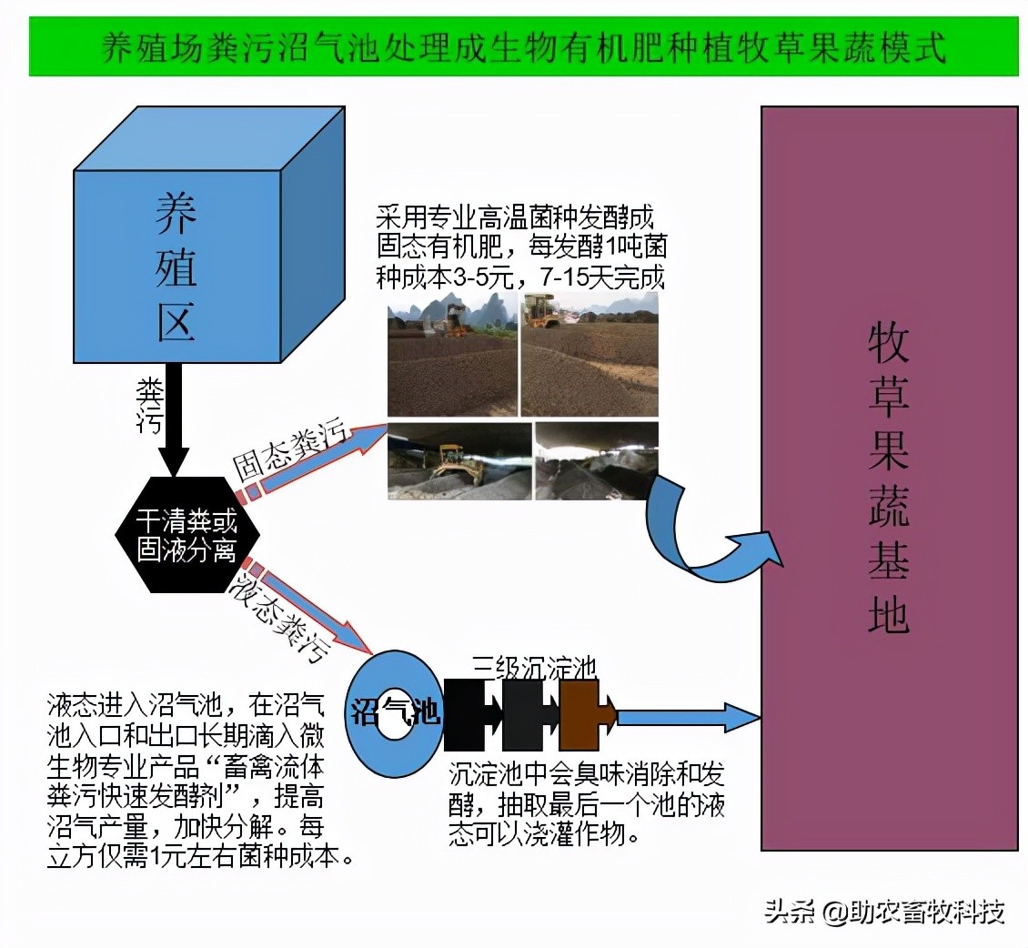 广东这个养猪新手猪场种植牧草养猪肉质好得到大家的认可