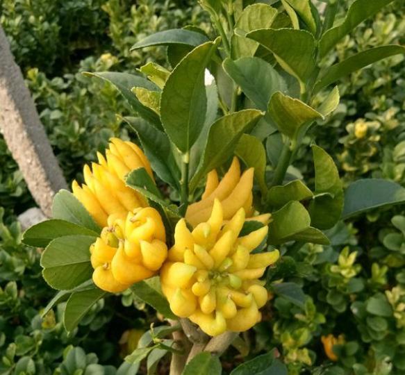 佛手柑怎么吃 佛手柑直接加冰糖腌制方法-大连之家