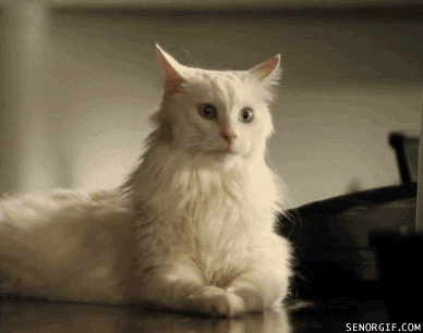 为什么有的猫不爱喵喵叫？是哑猫吗？