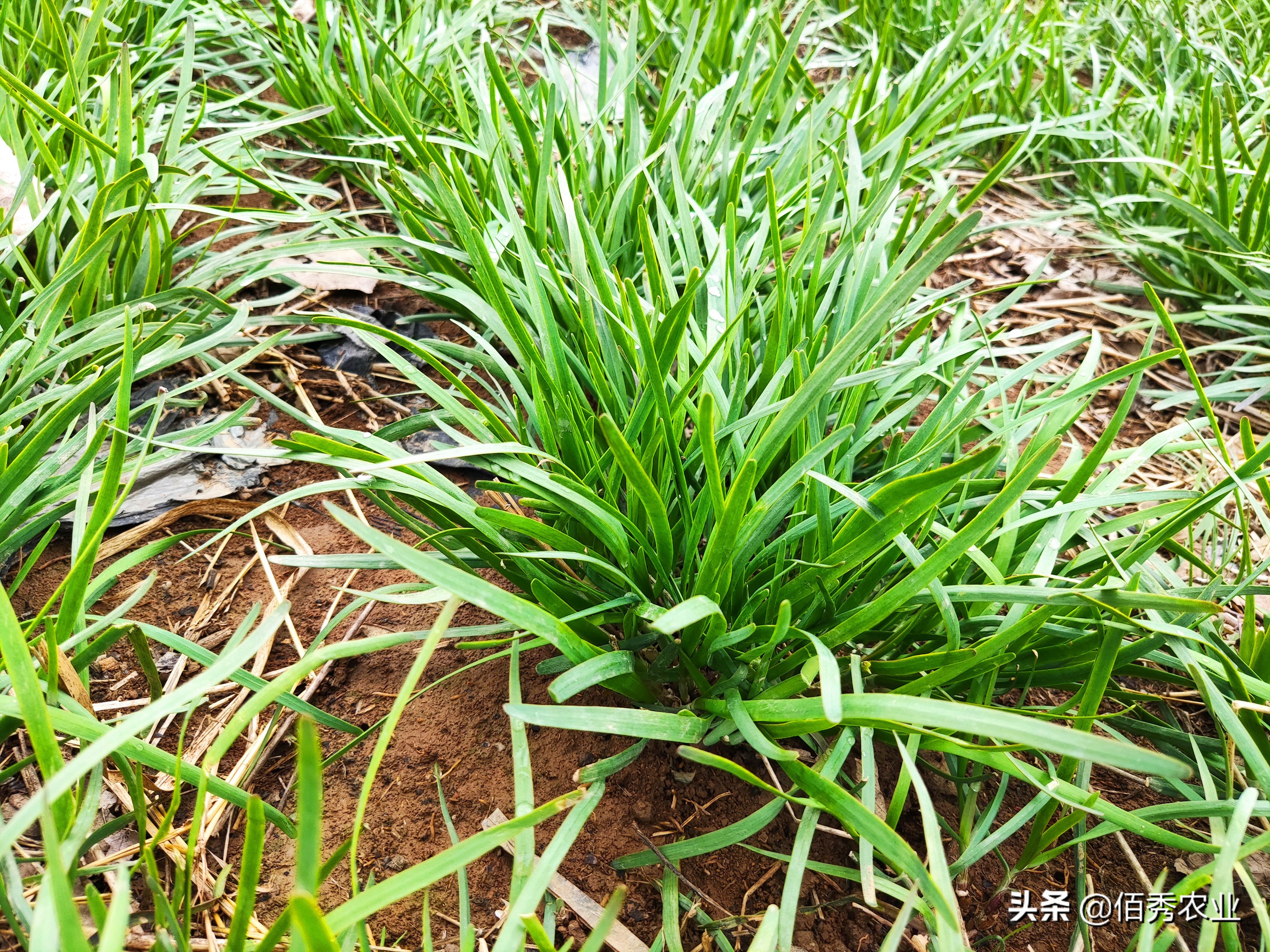 韭菜吃多了会怎么样(韭菜用农药真的很多吗)