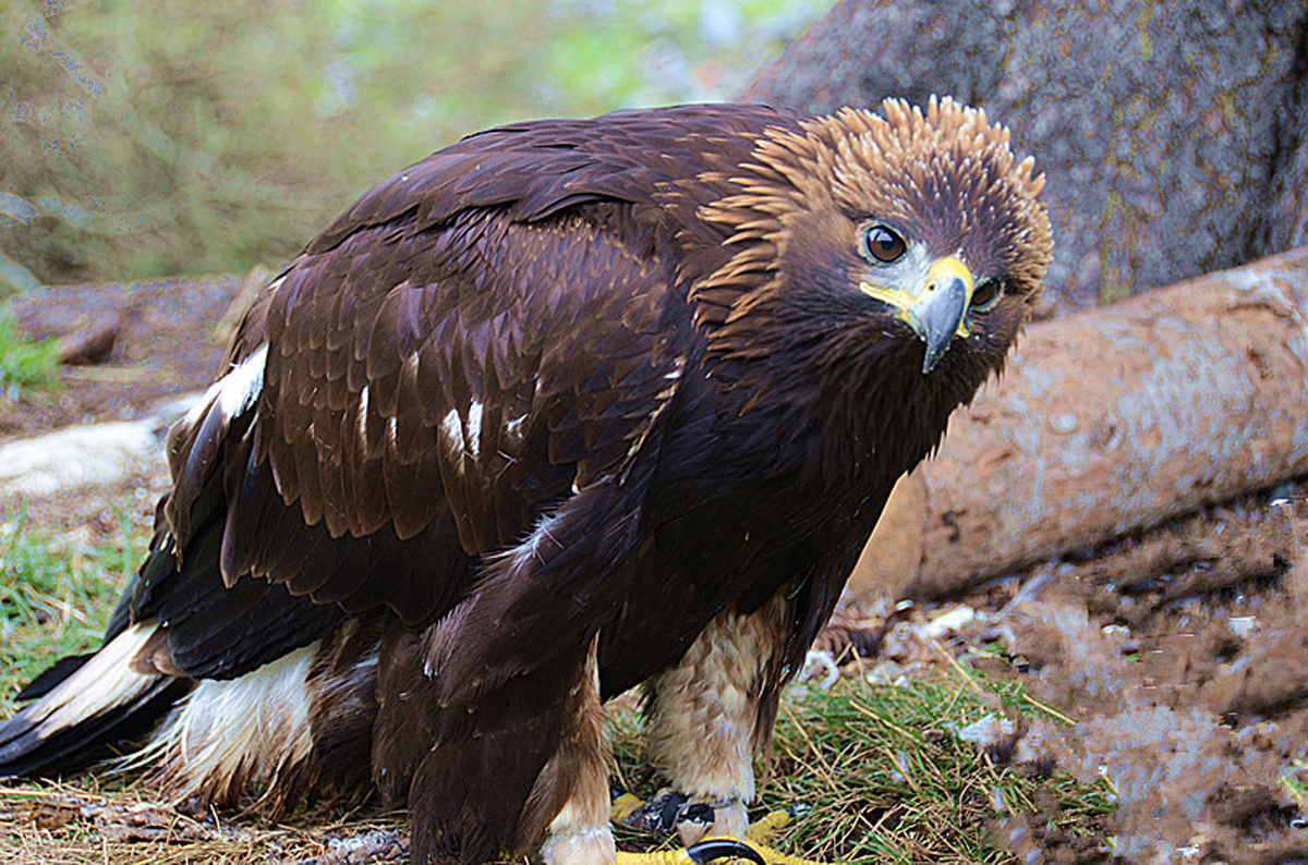 老鹰图片大全(它说) - 赤虎壹号