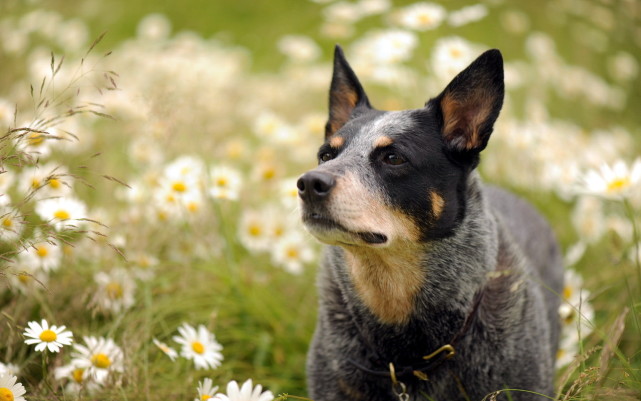 名列第十,澳洲牧牛犬,别名又叫做昆士蓝赫勒犬(australianqueensland