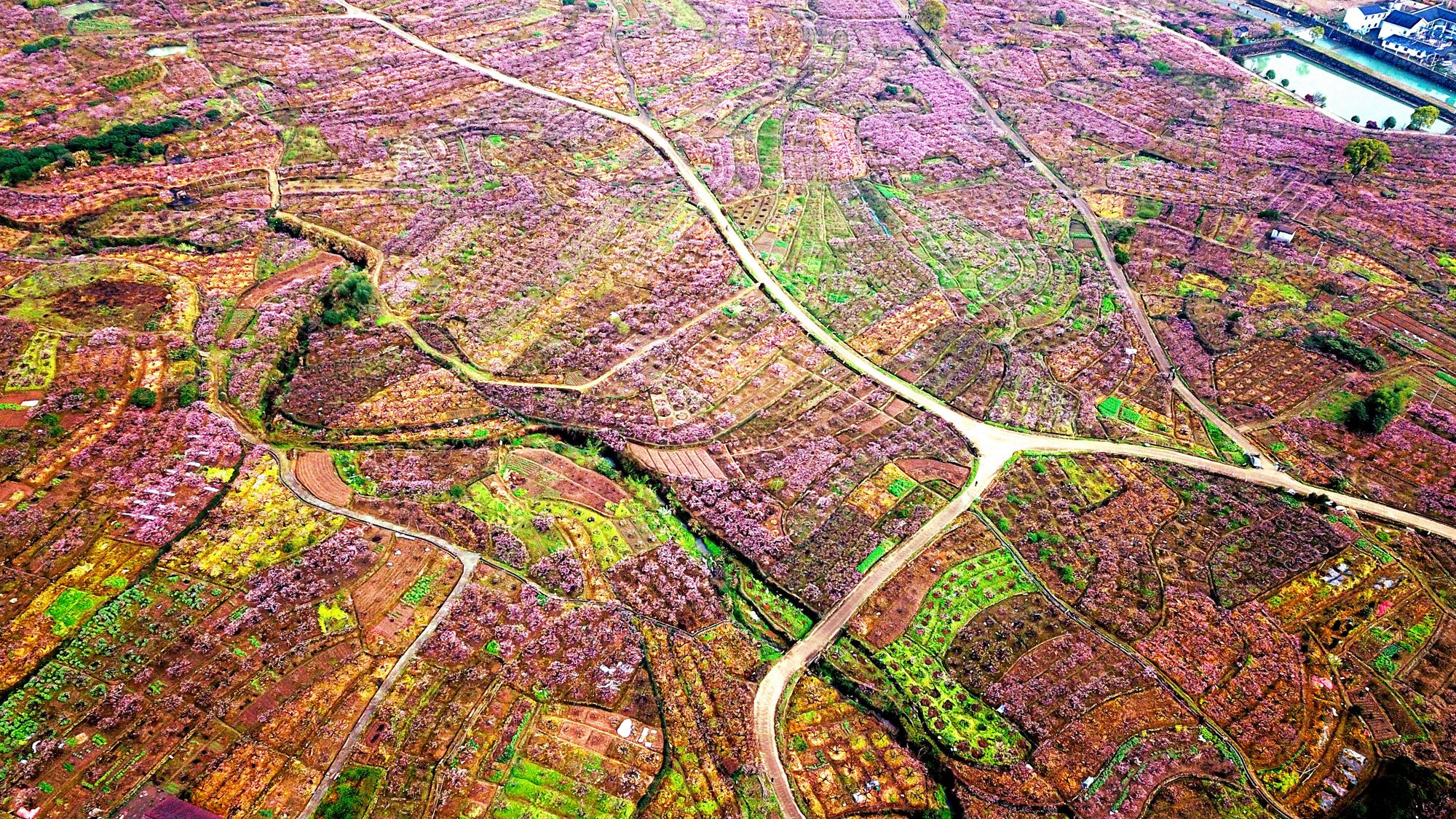 2019年3月23日,游客在临海市白水洋镇桃花源景区参观.