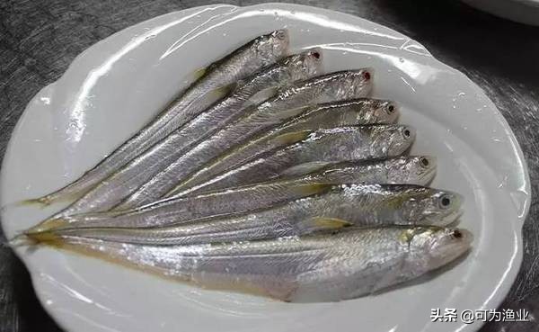 太湖三白是哪三白（白鱼、银鱼和白虾）-第3张图片