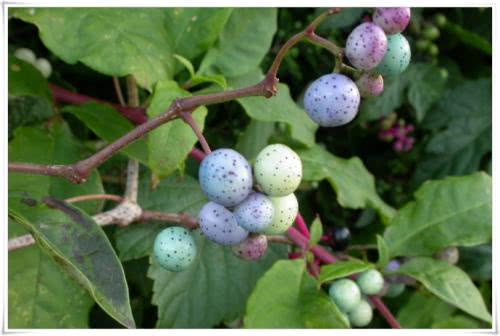 过山龙,见过吗?可治跌打损伤,骨折,肿痛,风湿性关节炎