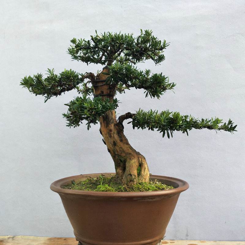 罗汉松你了解多少?怎样养护?如何制成美丽盆景?