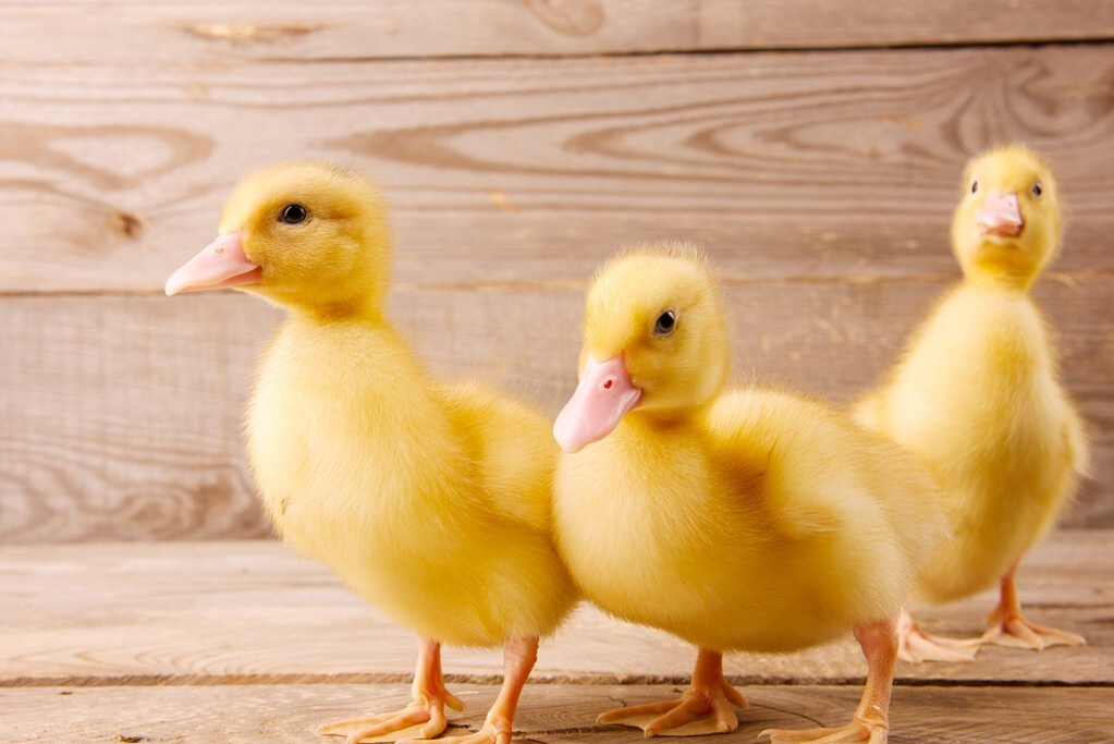 刚买的小鸭子怎么养(小鸭子怎么养?