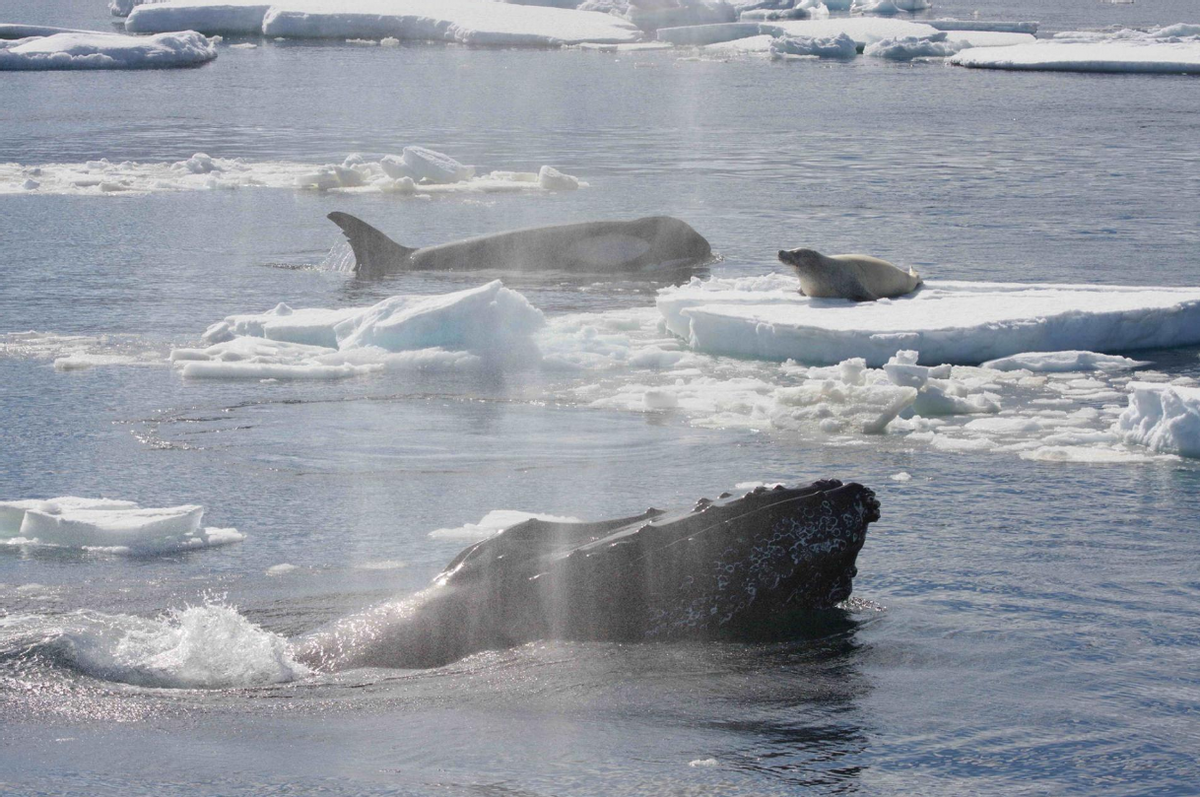 捕食频繁被座头鲸干扰，被人类圈养在水族馆，虎鲸有多可怜？