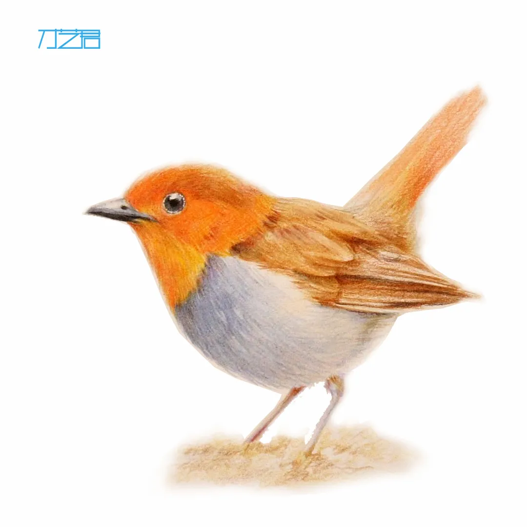 鸟怎么画的(简简单单 彩铅一小时教你画写实小鸟 原来彩铅并不难)