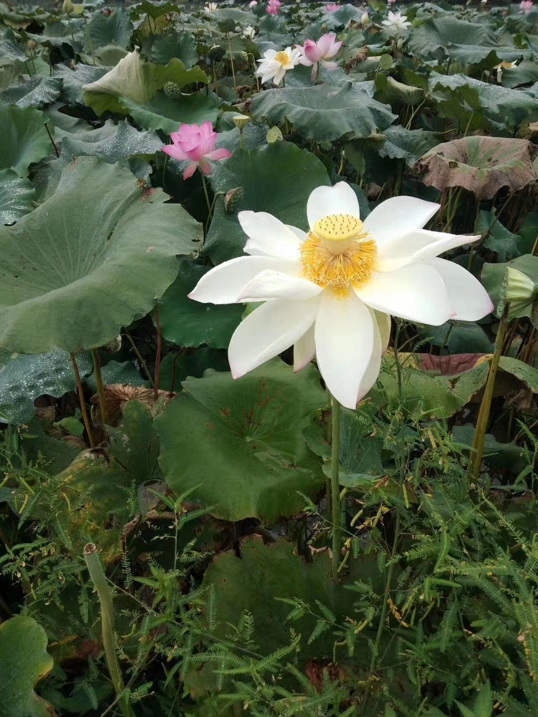 荷花在家这么种，成活率高，清水就能“出芙蓉”