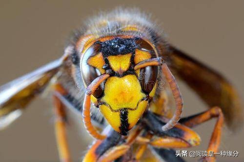 世界上最毒的十大昆虫:喜欢野外徒步的国人注意了！