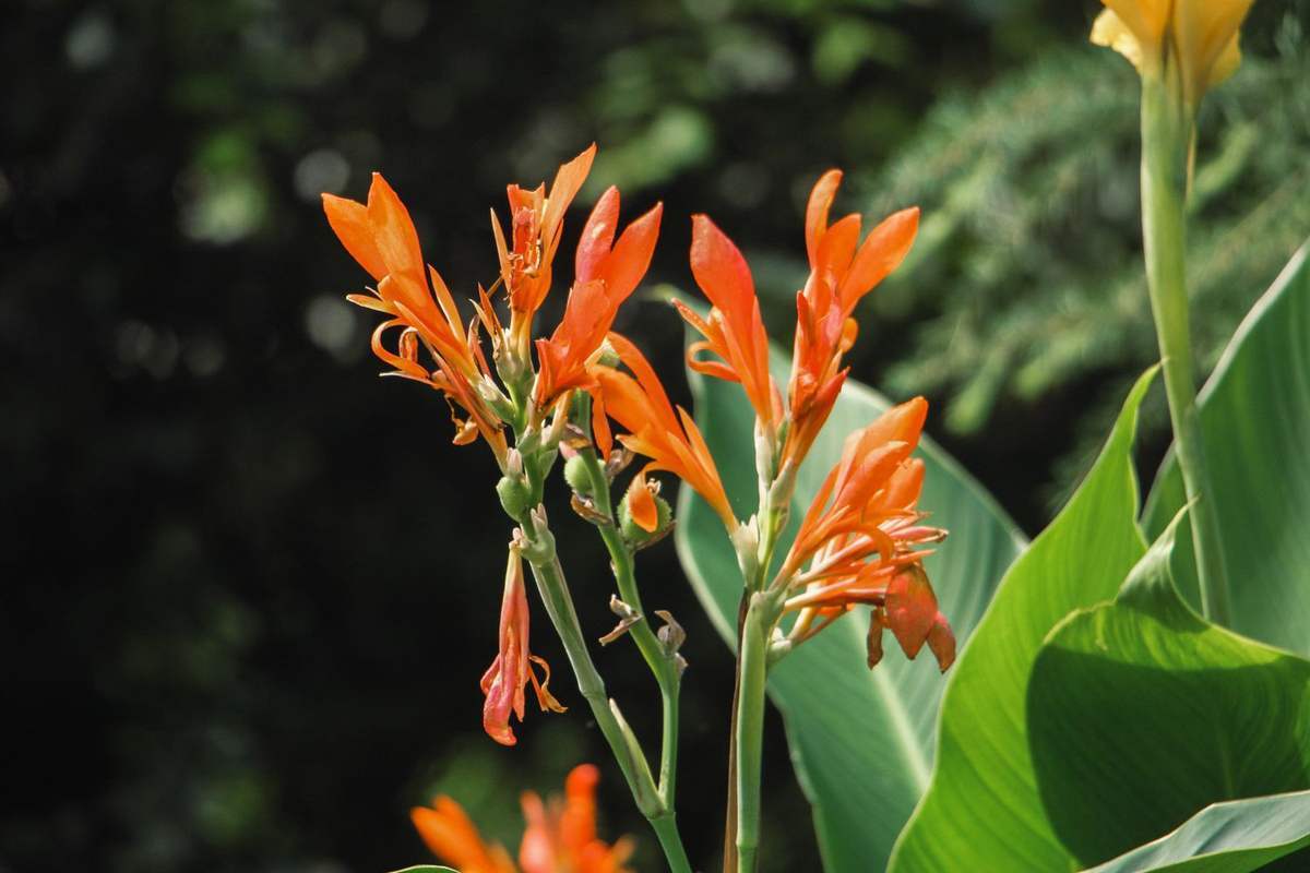 花草的图片大全（100种常见花图鉴一览表）