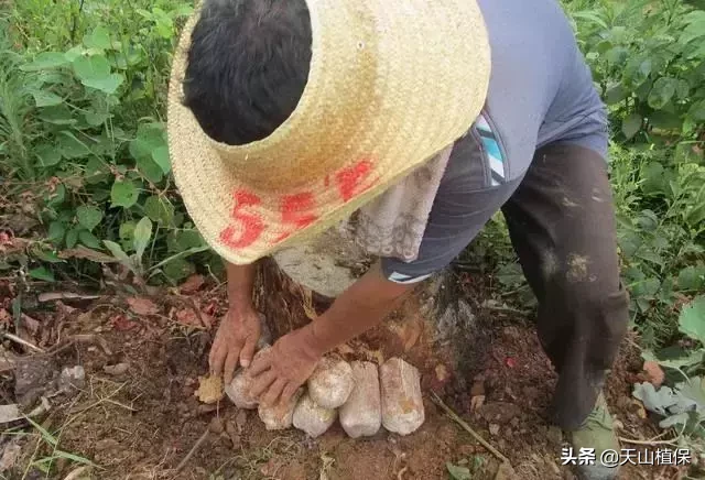 茯苓、党参和当归等几种中药材，市场有需求，农村人可以考虑种植