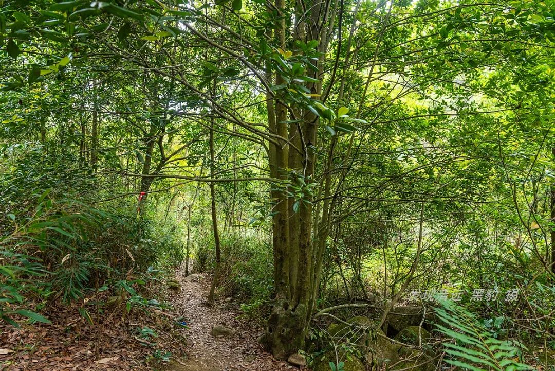 承德甲山花岗岩辐射报告(广东有座山峰盛开了罕见的船花，漫山遍野花团锦簇)