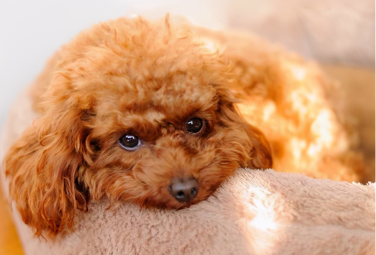 泰迪纯不纯,还是得看这5点