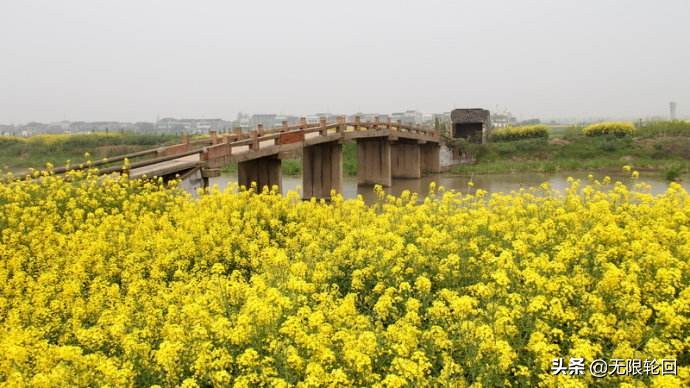 10首最美的油菜花诗：别拿菜花不当花