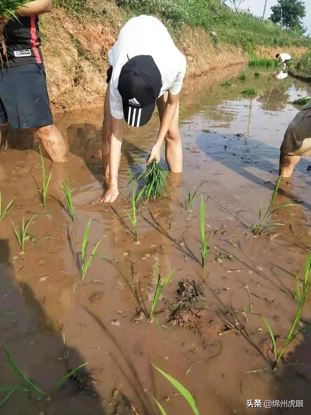 好心疼！绵阳十二三岁的娃娃，竟被学校赶下田去插秧子
