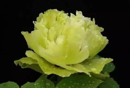 100种名贵牡丹鉴赏 绘画好素材（报花名）