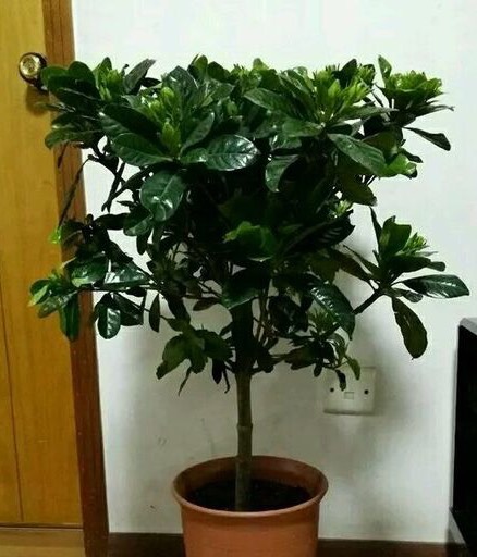 栀子花到了冬季,要做到一点,才能不掉叶不黄叶,叶翠绿花朵多