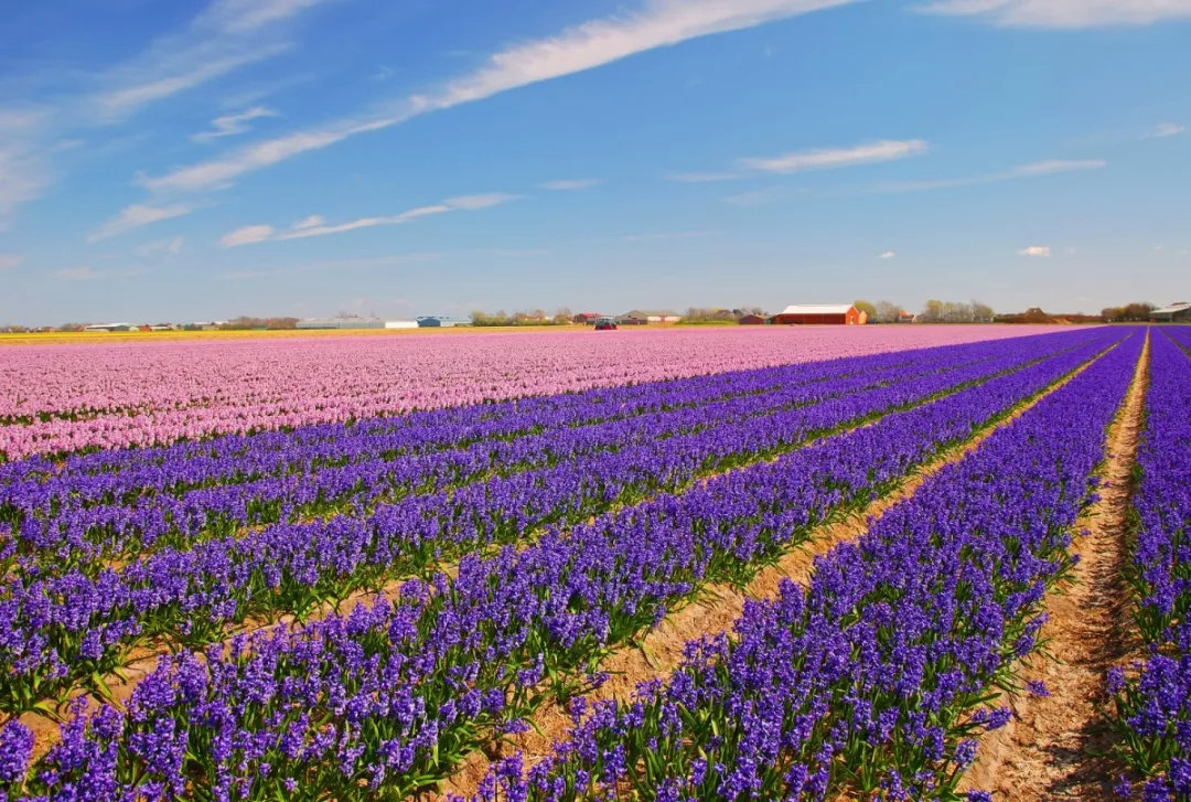 荷兰签证在手，赏花季说走就走！