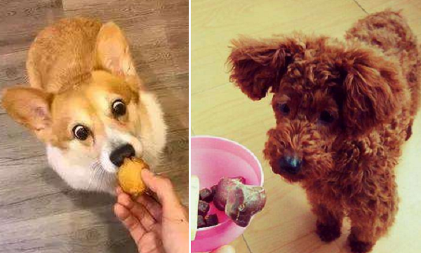 都是宠物犬，泰迪犬和柯基犬比较，谁更好饲养一目了然