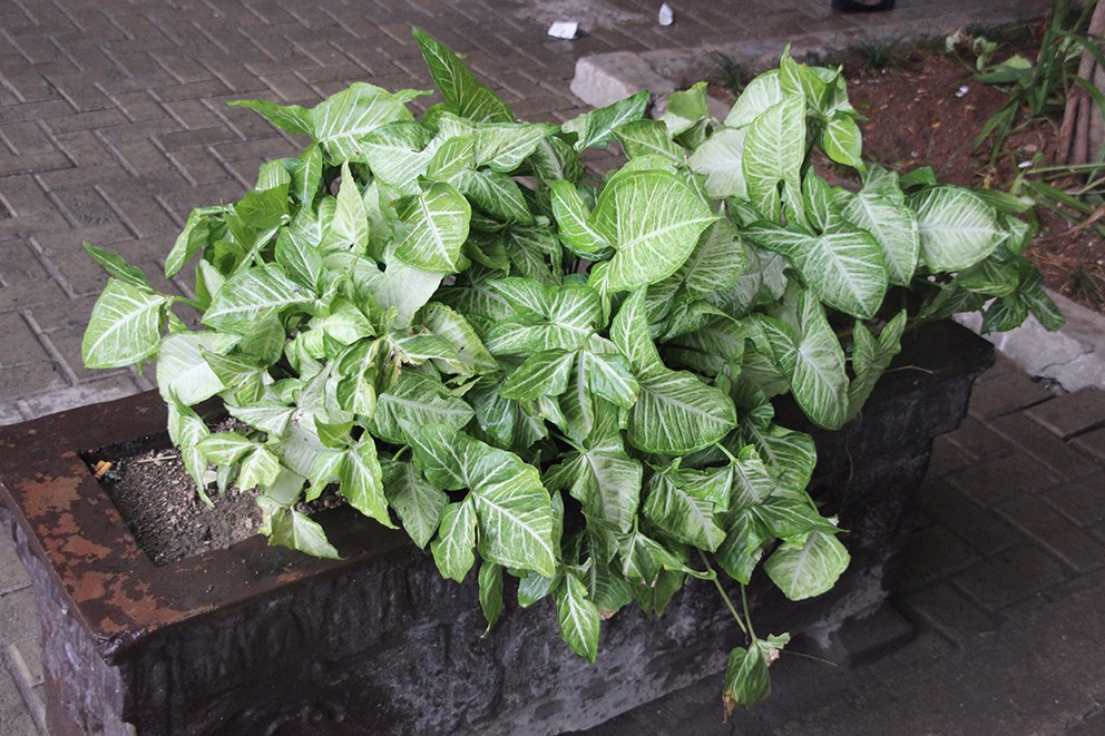 白蝴蝶植物绿植怎么养（绿植白蝴蝶的简单养法）