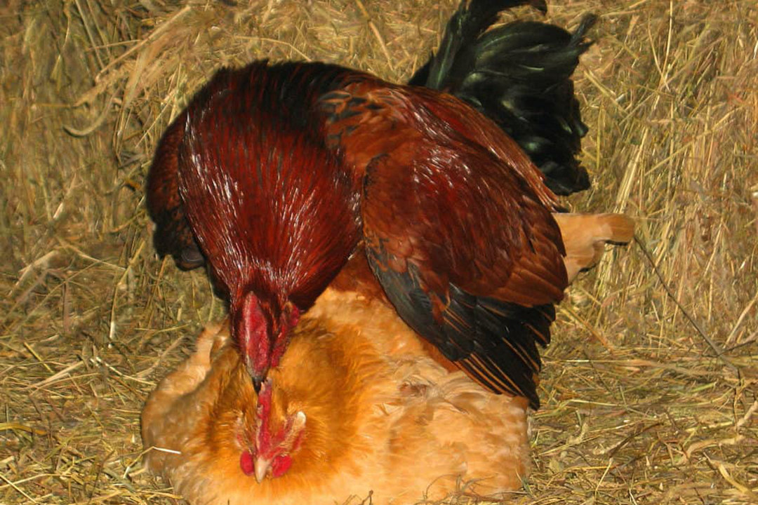 母鸡下蛋需要公鸡吗 母鸡需要公鸡才能下蛋吗-春风号