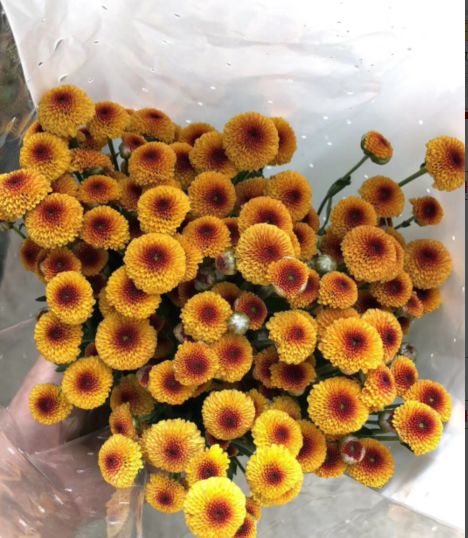 小雏菊花期（小雏菊花期较长养护得当可更长）