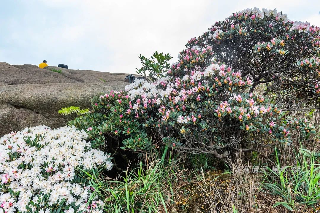 承德甲山花岗岩辐射报告(广东有座山峰盛开了罕见的船花，漫山遍野花团锦簇)