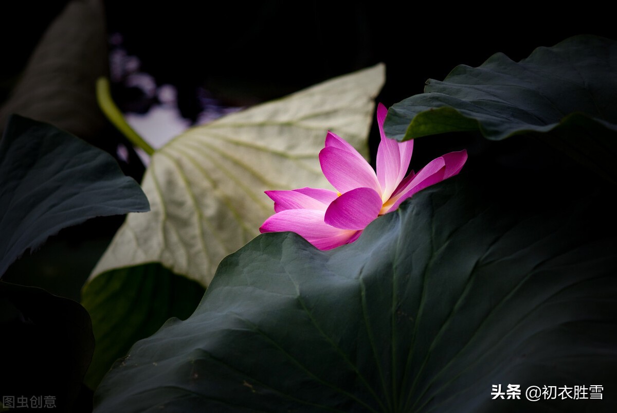 解析纳兰性德荷花美句，不及芙蓉，一片幽情冷处浓