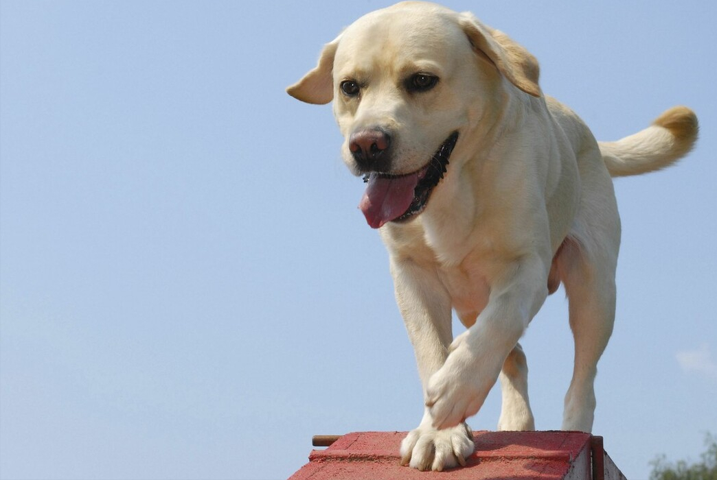 饲养拉布拉多犬时,这些问题很容易被忽略,但其实都很重要