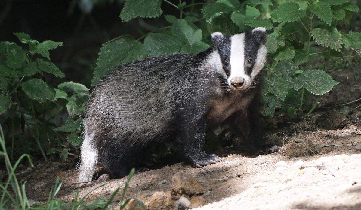 隐居长白山地下的动物隐居太白山的动物