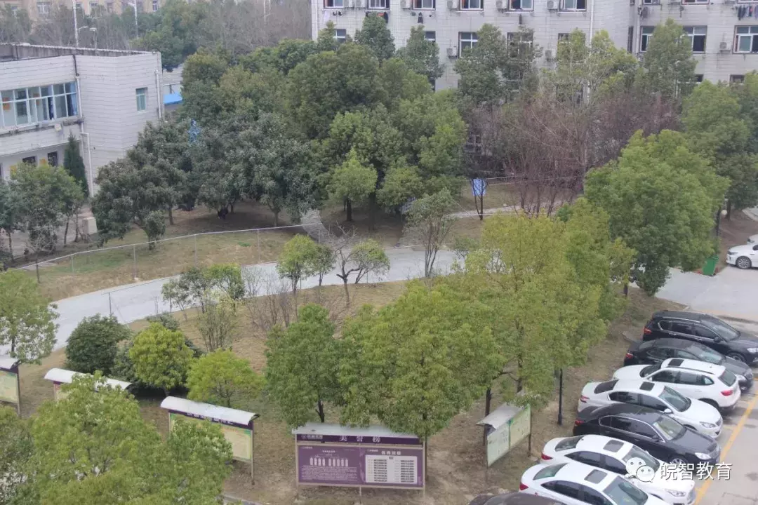 合肥皖智高复学校- 坚持——百尺寒冰，亦能怒放万朵蔷薇