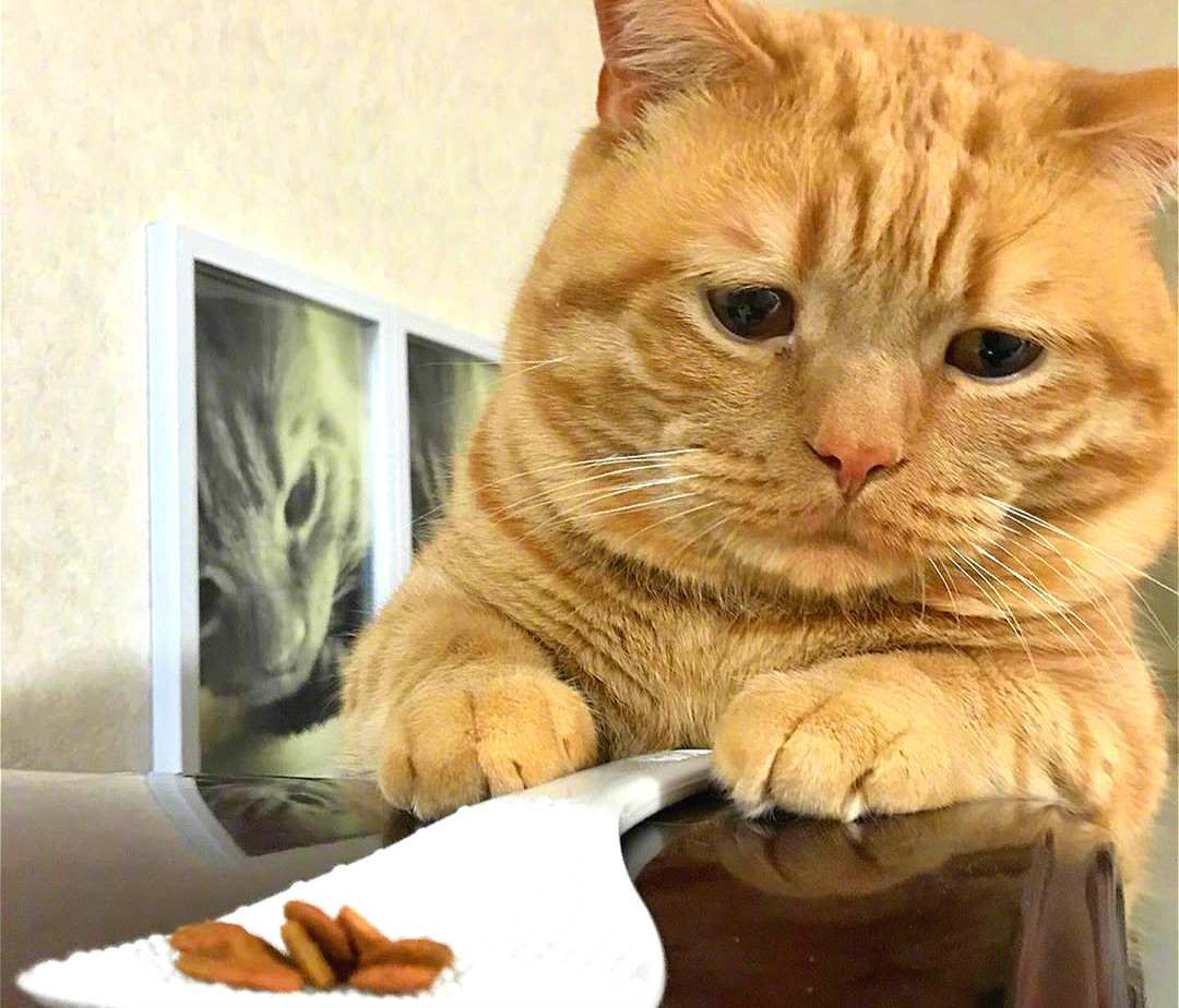 橘猫因体重超标而郁郁寡欢,下定决心瘦身后,却仍未逃过美食诱惑