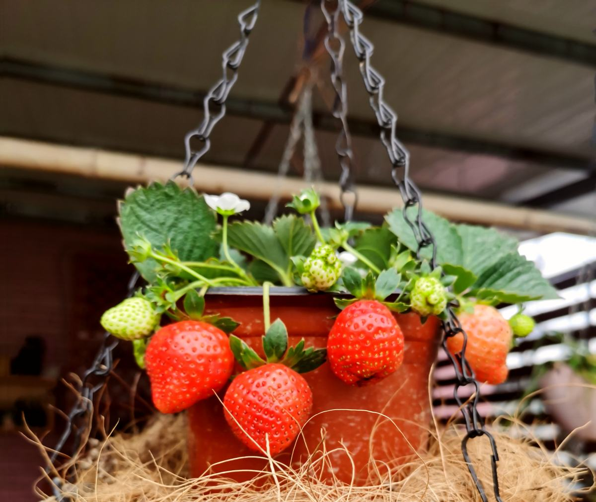 草莓怎么种,草莓怎么种植方法 在家