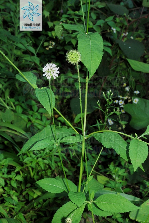 续断,见过吗?补肝肾,强筋骨,续折伤.用于腰膝酸软,风湿痹痛