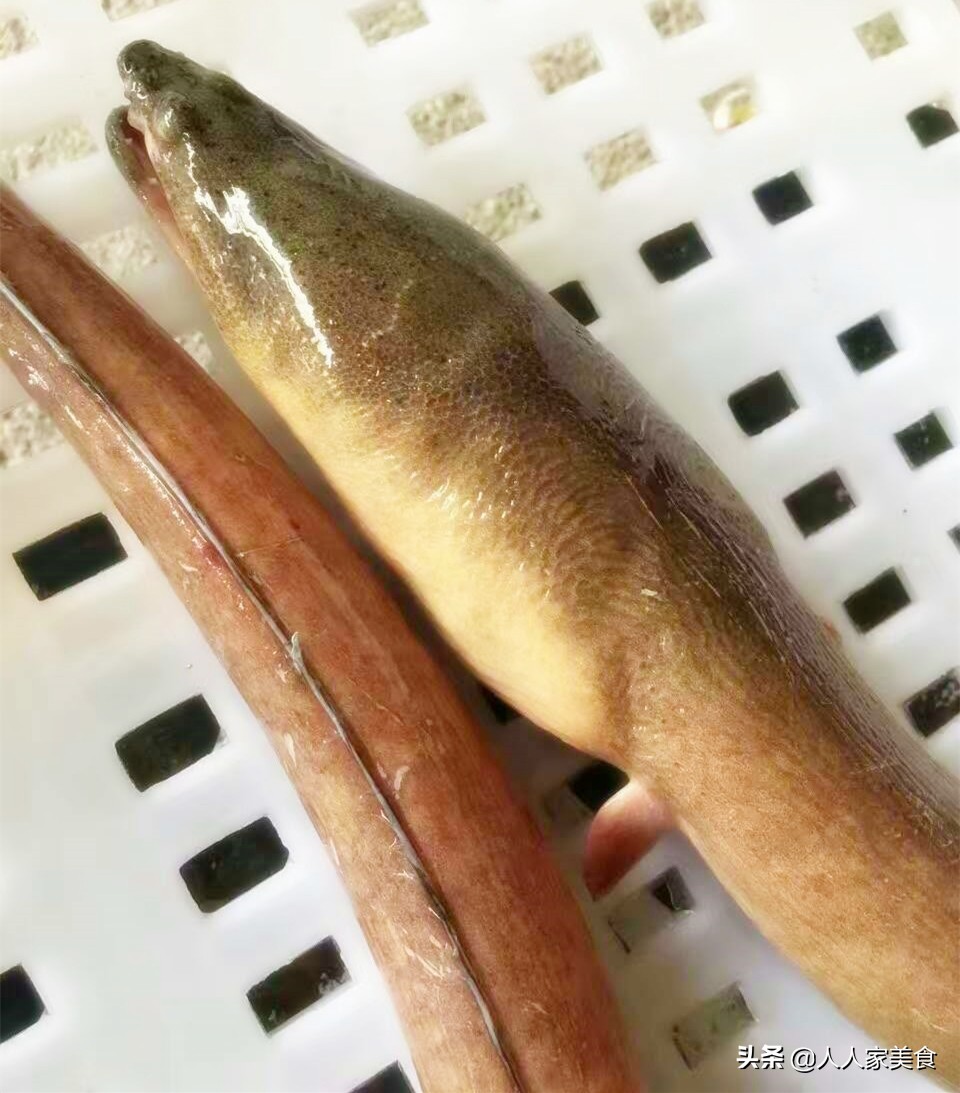 土龙是什么鱼("土龙"是蛇,还是"龙",进来看看你就知道)