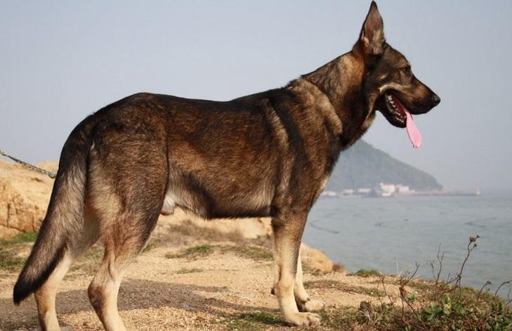 中国四大名犬：中华田园犬、藏獒、松狮犬、沙皮犬