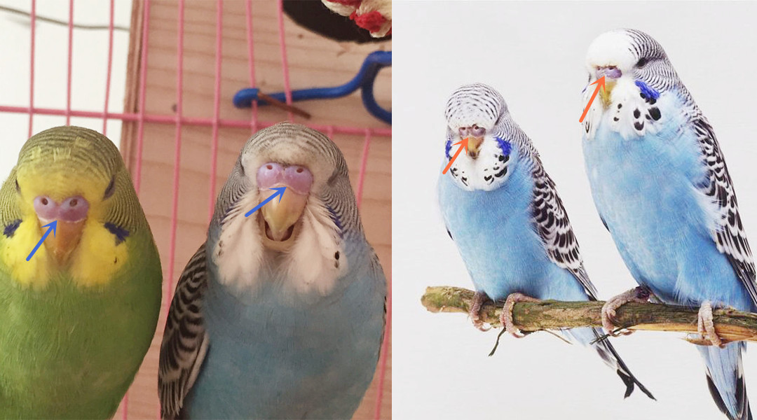 虎皮鹦鹉怎么分公母 虎皮公母对照图-起航号