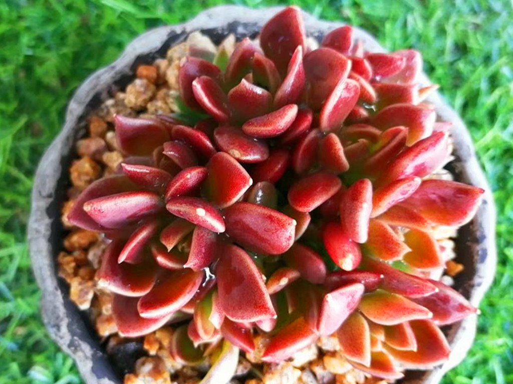 多肉中永远的神之一因地卡,生长快爱爆头,想要养死有难度