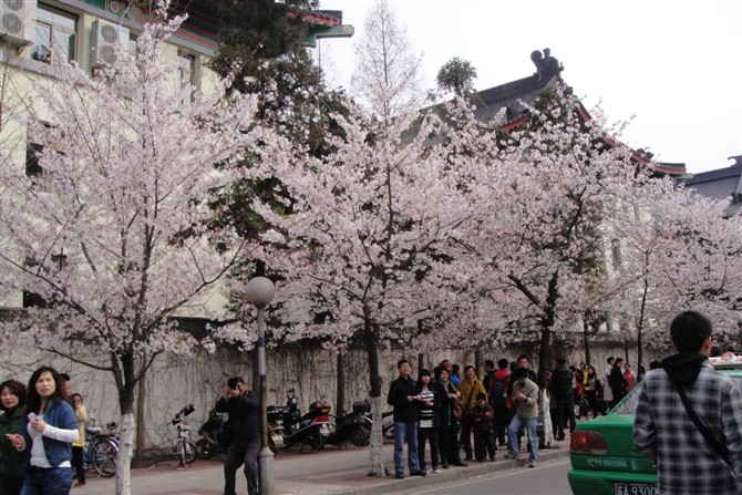 “南朝四百八十寺”之首，古为佛学中心，今是赏樱胜地