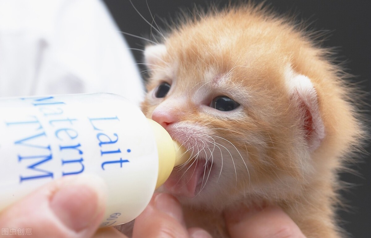 猫的怀孕周期短，一般可以自己完成整个生育过程，猫多久生小猫