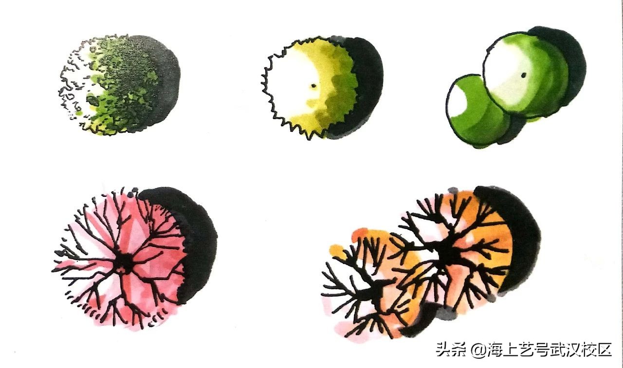 干货分享|植物的平面图画法