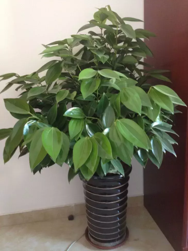 家里这3种富贵平安花,送人有讲究!