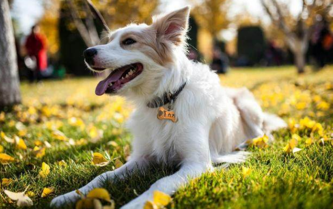 邊境牧羊犬如何訓(xùn)練,邊境牧羊犬如何訓(xùn)練方法
