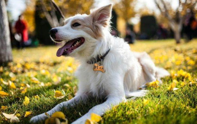 边境牧羊犬如何训练,边境牧羊犬如何训练方法